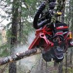 tete abattage forestier waratah