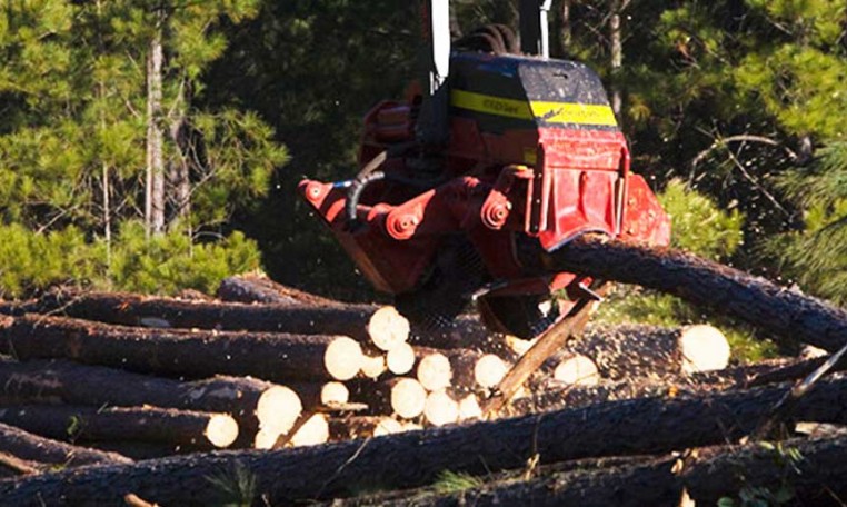 tete abattage forestier waratah